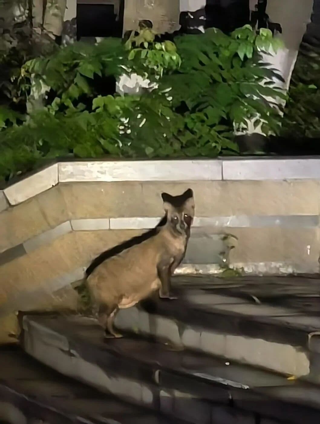 这个夏天,在秦岭山林中书写人与自然的民族志