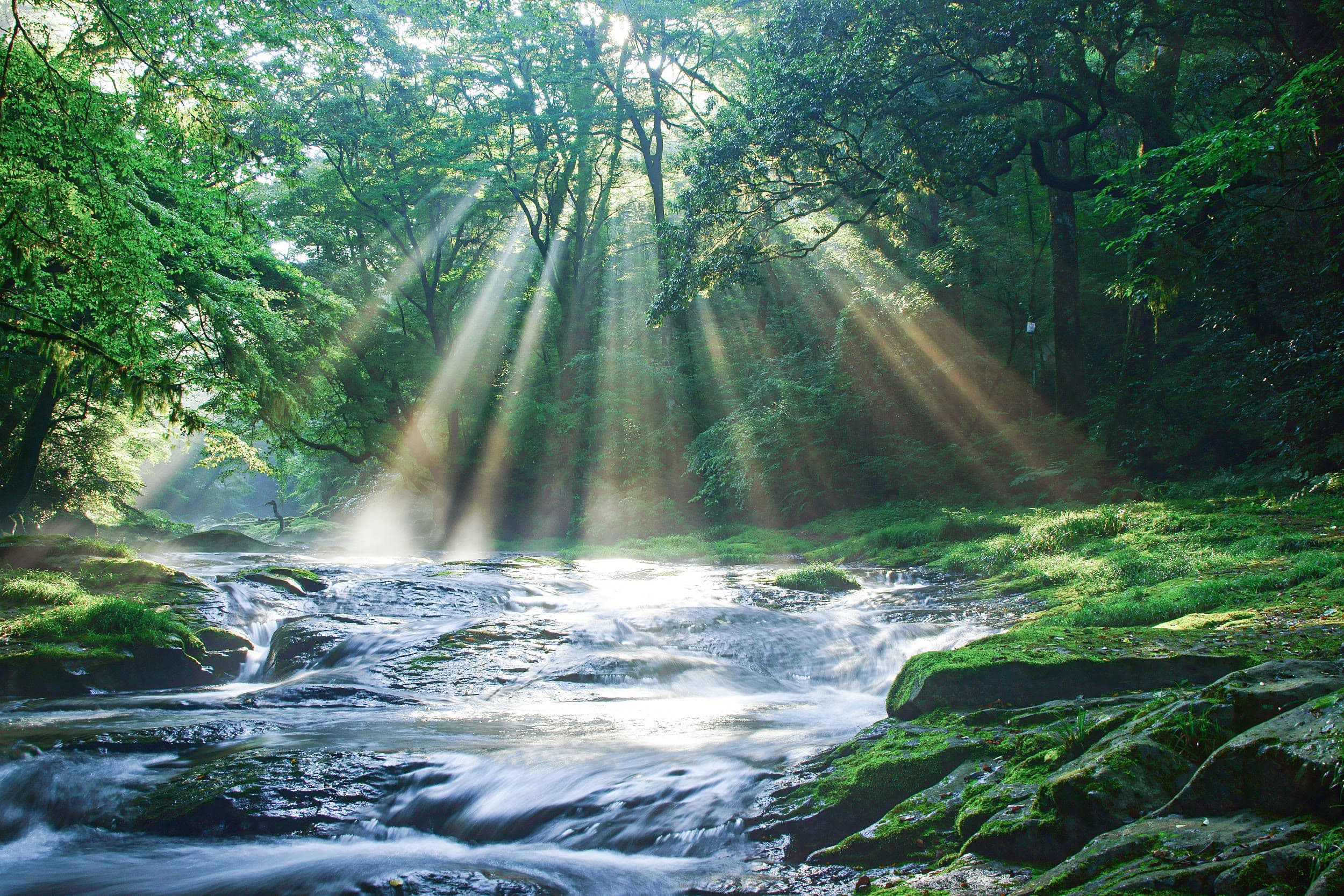 The Forest’s Thought: Multi-species Symbiosis and Ontological Fields in the Southern Qinling