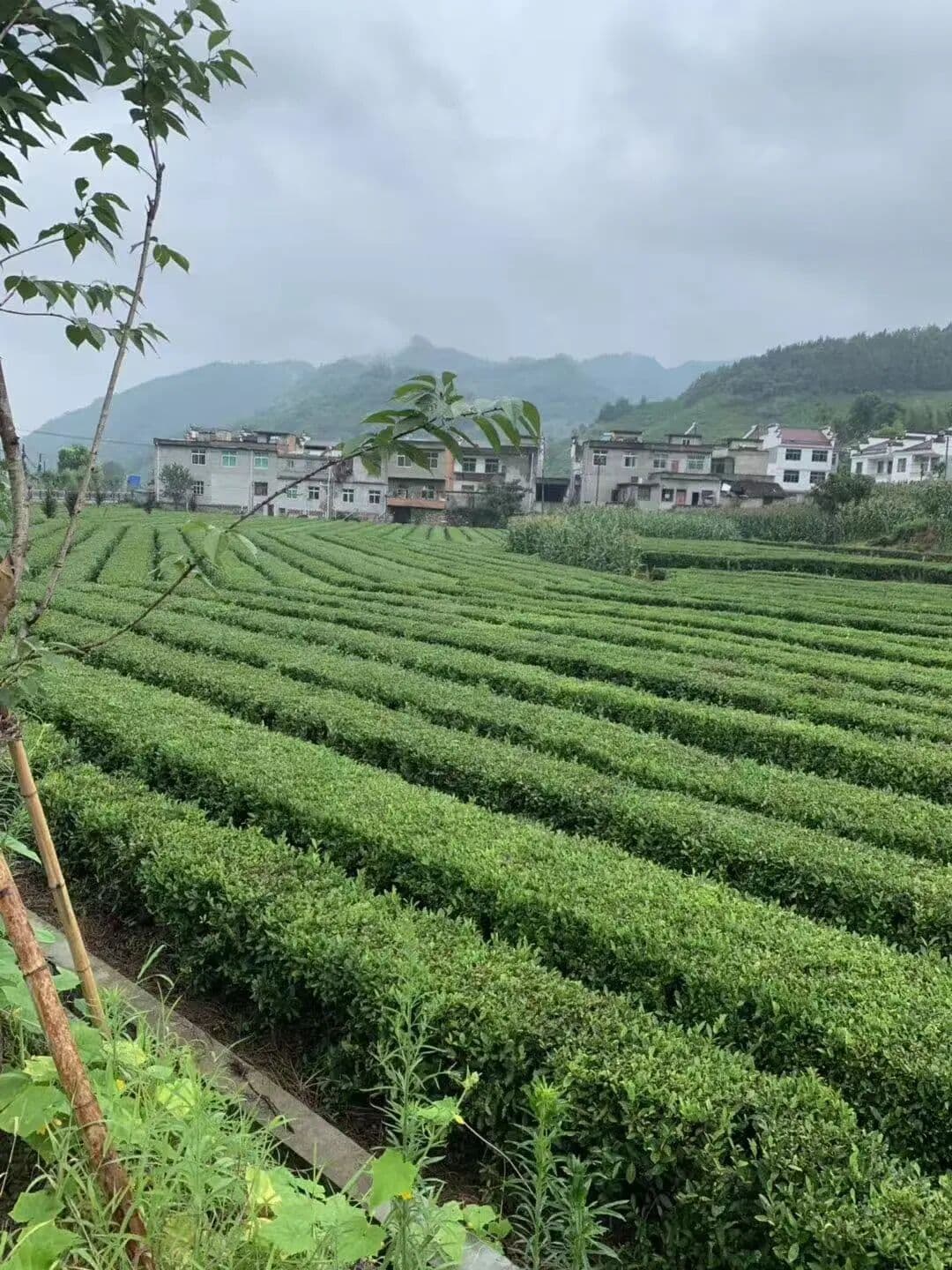 营光日记|抵达世界的另一侧——一段未曾预设的学术起点